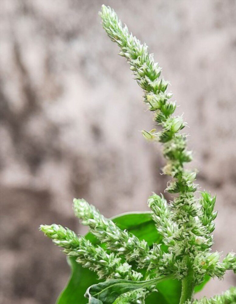 Amaranthus retroflexus or redroot pigweed is a specie of flowering plant that cause pigweed allergy.