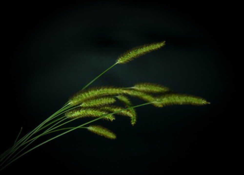 Blades of Timothy Grass on dark background.