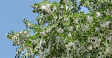 An image of a cottonwood branches with the flying fluff in the air.