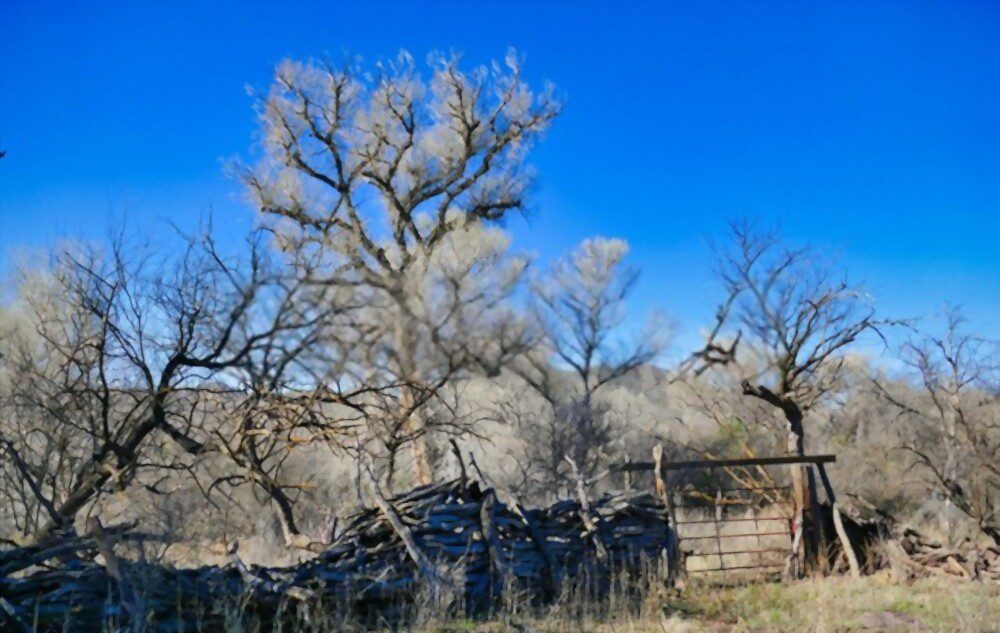 The cottonwood trees, some people can experience cottonwood allergy to them.