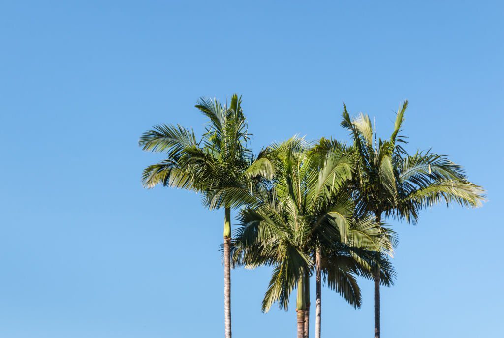 Alexandra trees (King Palm Tree) against blue sky with copy space