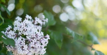 Beautiful white lilac flowers, that can cause lilac allergy in some people.