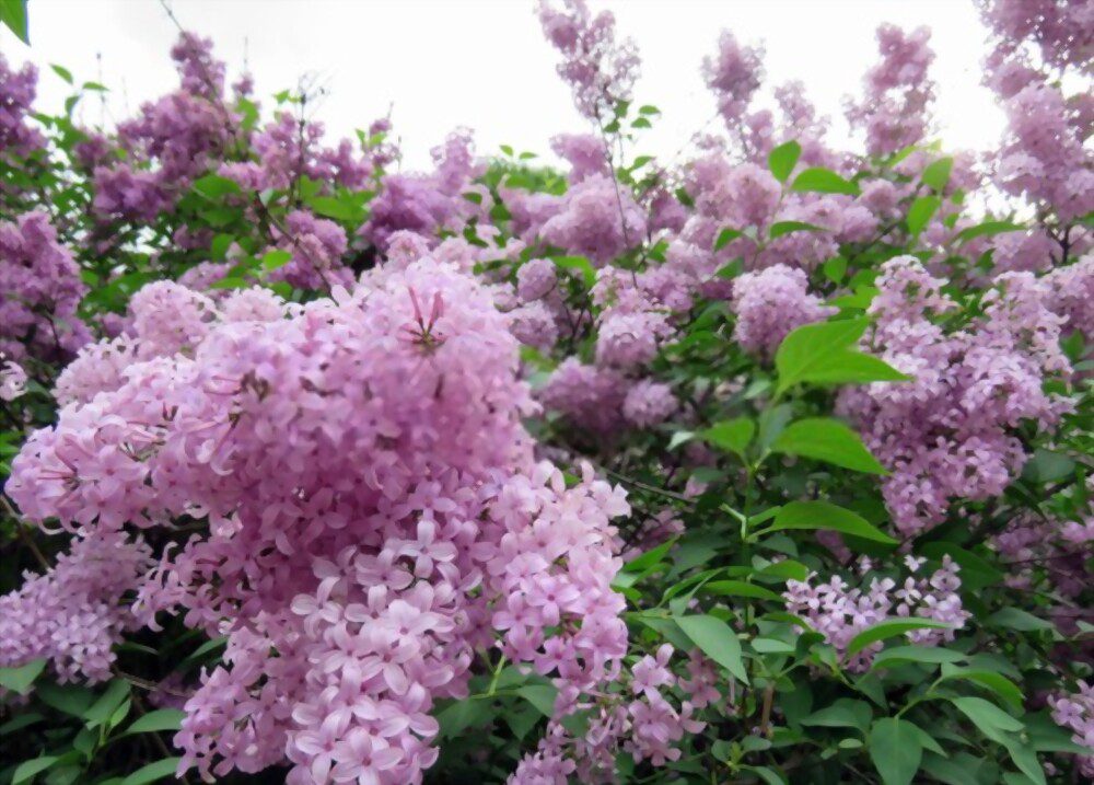 A picture of beautiful flowers of lilac.