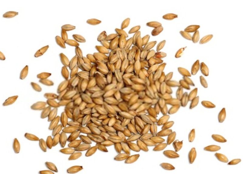 Malted Barley on a white background.