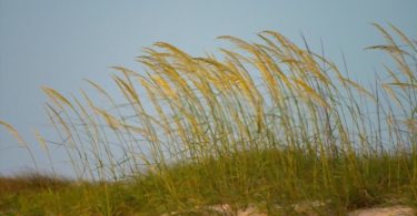 A picture of salt grass in which salt grass is flowing in the wind.