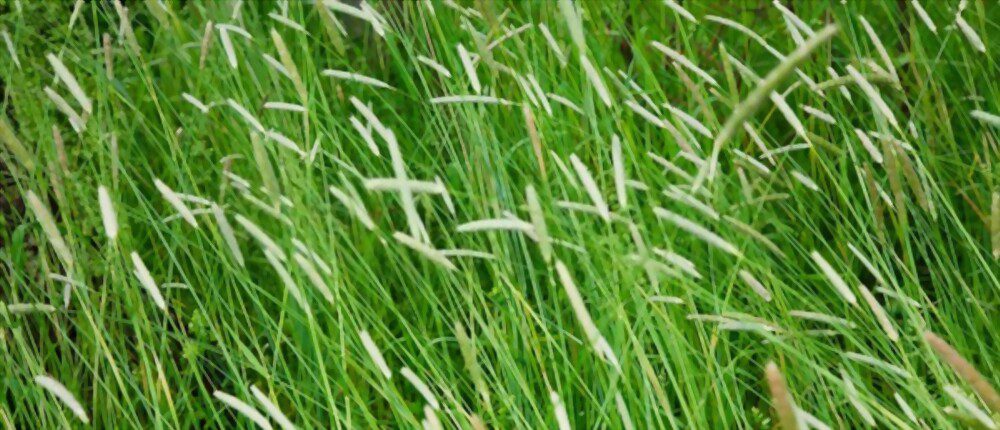 Timothy Grass Allergy Symptoms Risk Factors And Treatment