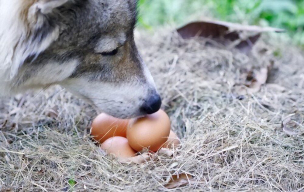Dog sniffing eggs.