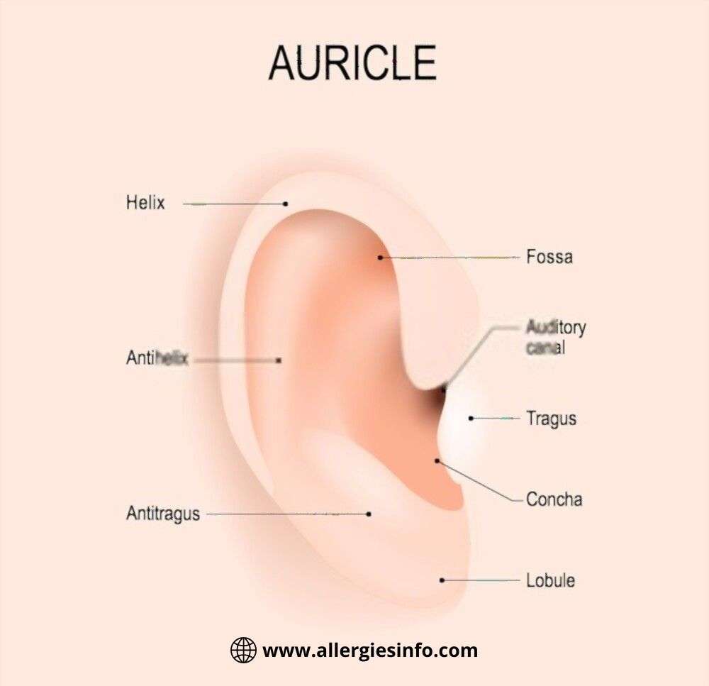 Anatomy of the human ear for  auricle piercing