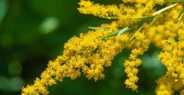 Bright yellow goldenrod flowers cause goldenrod allergy in some people.