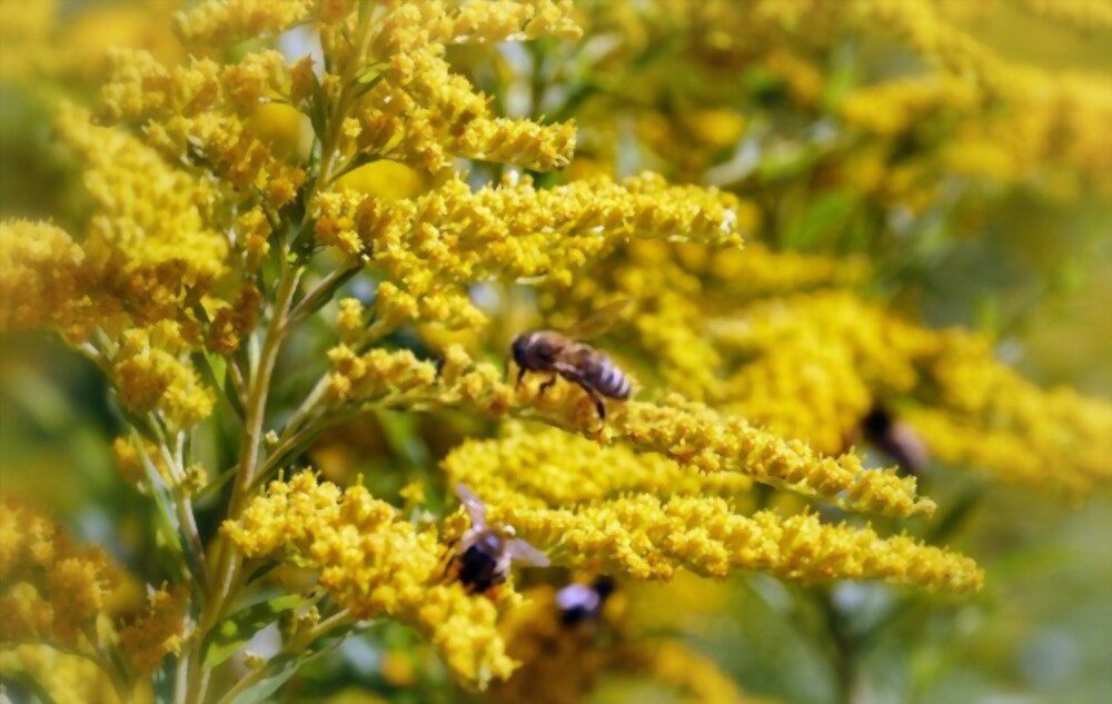 Goldenrod flowers and bees on them.