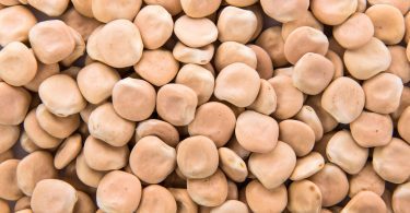 Picture of Lupin beans that causes lupin Allergy in some people.